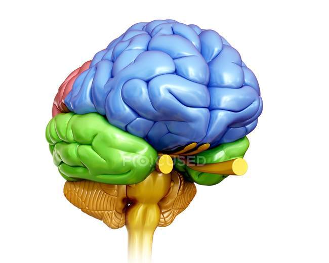 Анатомия мозга человека — стоковое фото