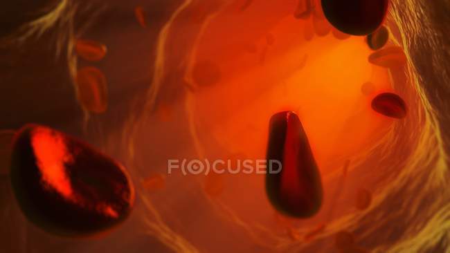 Glóbulos vermelhos que fluem dentro de uma artéria — Fotografia de Stock