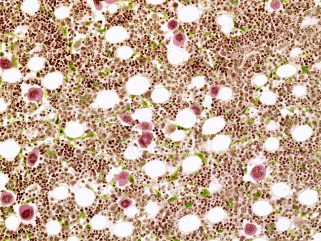 Кістковий мозок клітинну будову — стокове фото