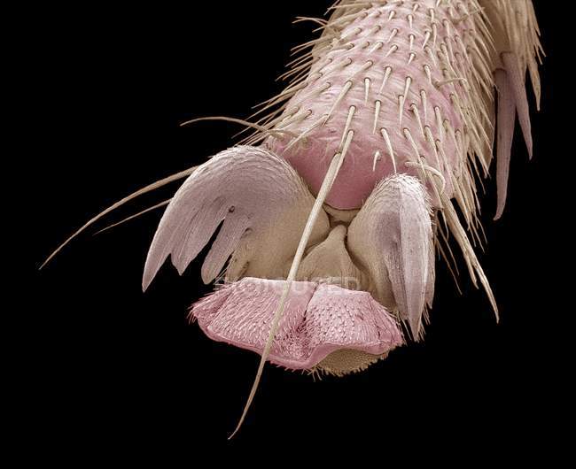 Pie de mosca Escorpión - foto de stock