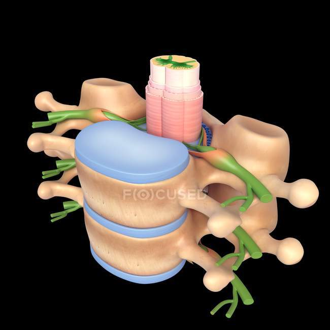 Anatomia strutturale delle vertebre vertebrali — Foto stock