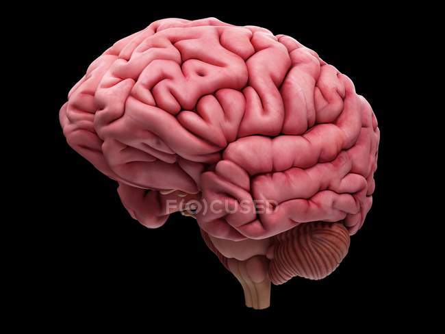 Anatomía cerebral humana que muestra la corteza - foto de stock
