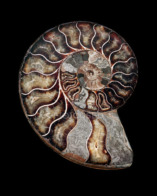 Polished sectioned ammonite fossil on black background. — Stock Photo