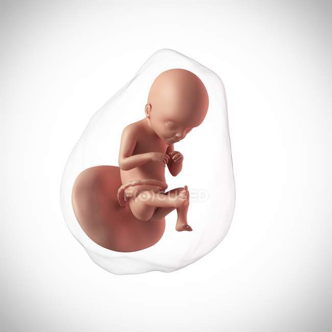Idade do feto humano 21 semanas — Fotografia de Stock