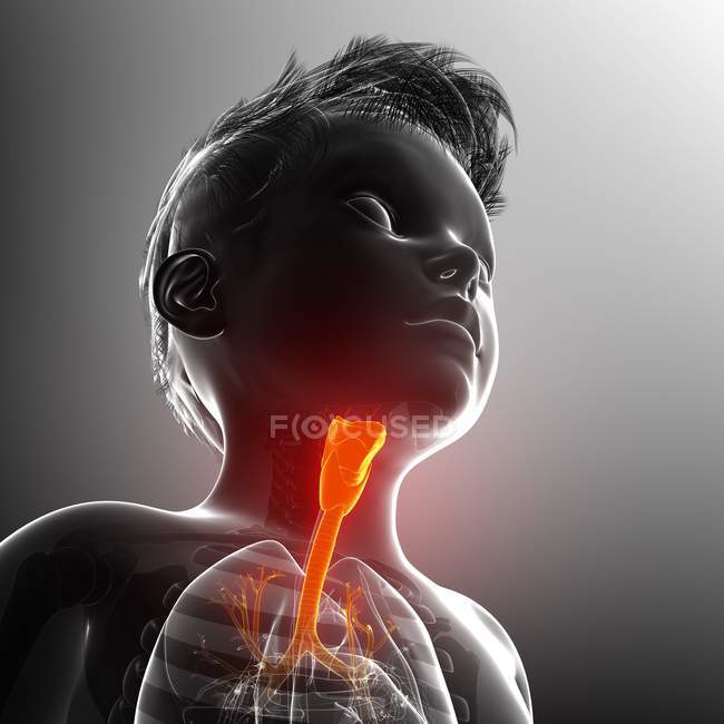 Thyroïde d'un enfant, illustration d'ordinateur . — Photo de stock