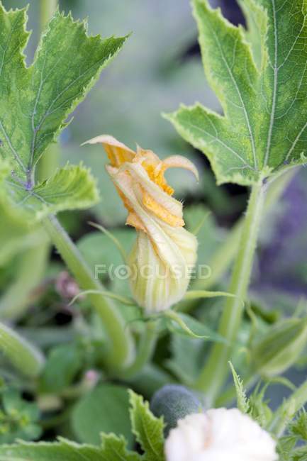 Vista ravvicinata del fiore di zucchina
. — Foto stock