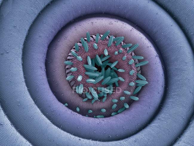Гарячекатаний proboscis міль — стокове фото