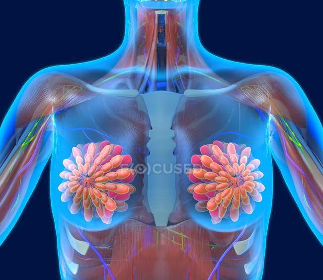 Breast structural anatomy — Stock Photo
