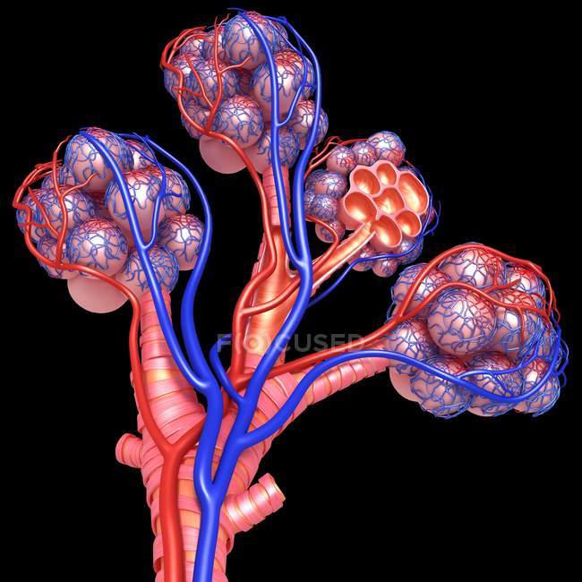 Alveoli structure and blood supply — Stock Photo