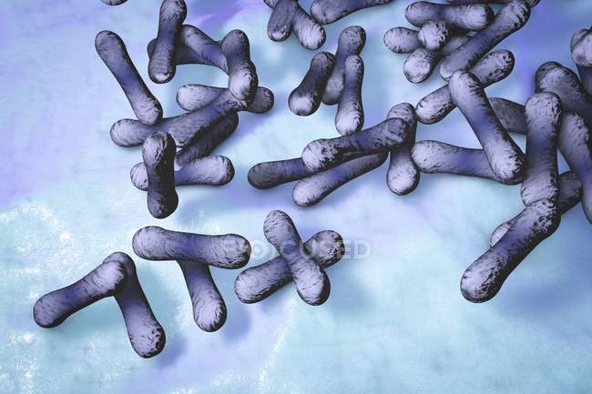 Родообразные бактерии Corynebacterium diphtheriae — стоковое фото