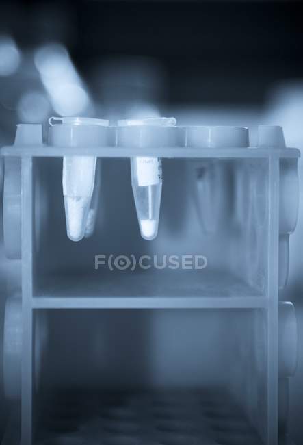 Close-up of Eppendorf tubes in rack. — Stock Photo