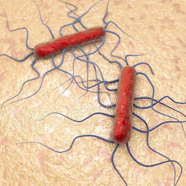 Pathogenic Listeria bacteria — Stock Photo