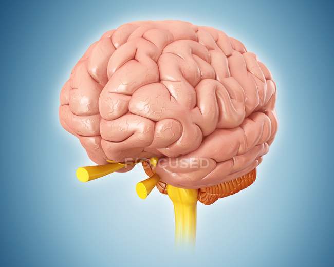 Cerebro humano normal - foto de stock