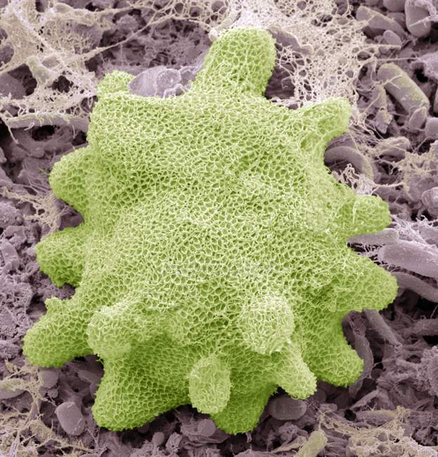 Губка из пресной воды (Spongilla sp. ), цветной сканирующий электронный микрограф (SEM
). — стоковое фото