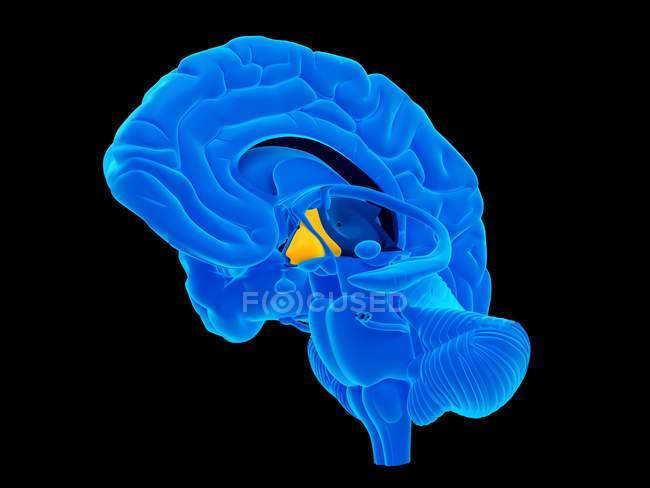 Nervio ciático humano, ilustración por computadora . - foto de stock