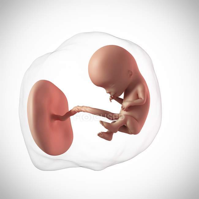 Idade do feto humano 12 semanas — Fotografia de Stock