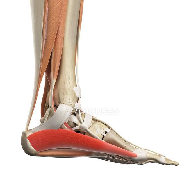 Muscoli della parte inferiore della gamba e del piede — Foto stock