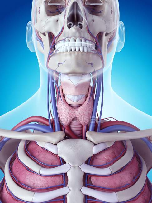 Glândula tiroide humana — Fotografia de Stock