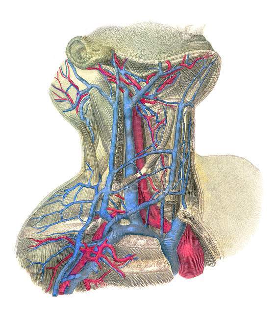 Кровеносные сосуды шеи — стоковое фото