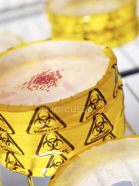 Stacked Petri dishes with biohazard warning tape. — Stock Photo