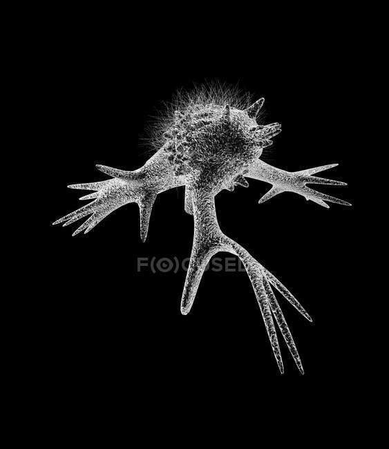 Celda con pseudopodia - foto de stock