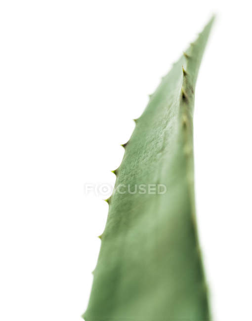 Nahaufnahme des Aloe-Vera-Blattes auf weißem Hintergrund. — Stockfoto
