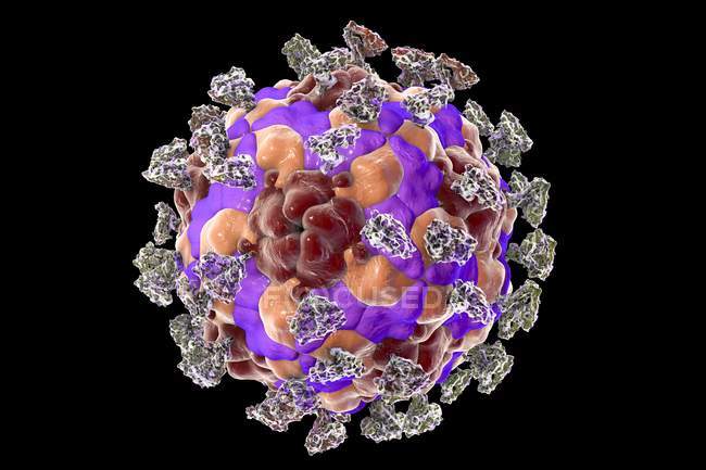 Enterovirus avec molécules d'intégrine attachées — Photo de stock