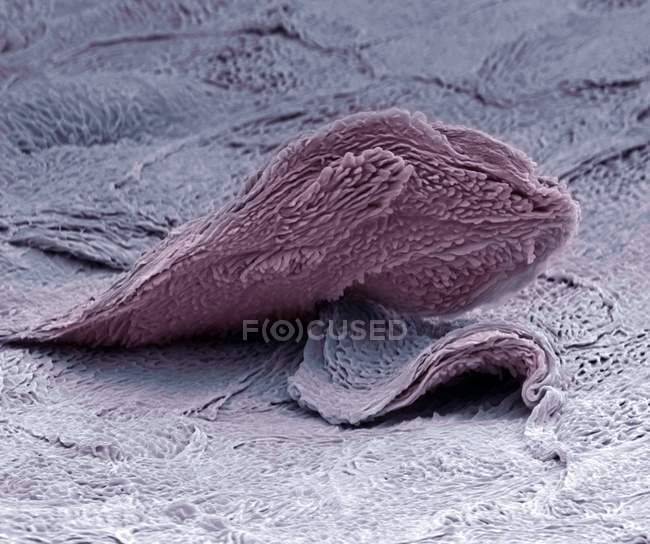 Micrógrafo electrónico de barrido de color (SEM) de una célula escamosa en la superficie de la piel . - foto de stock