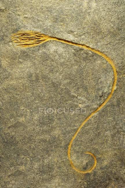 Crinoide giglio marino fossile in superficie di roccia grigia
. — Foto stock