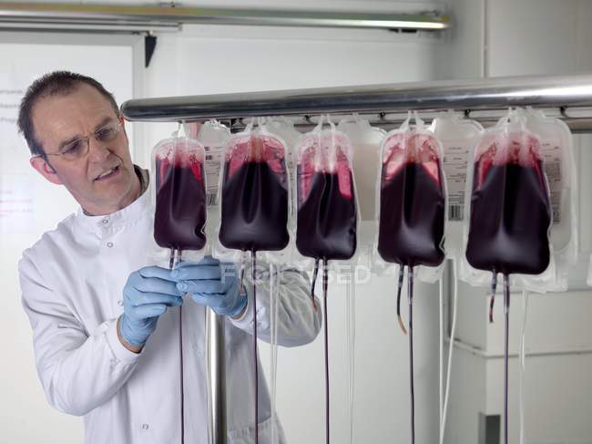 Доктор розділяє донорську кров у кровоносних мішках на складові частини . — стокове фото