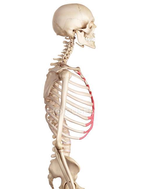Human rib costal cartilage — Stock Photo