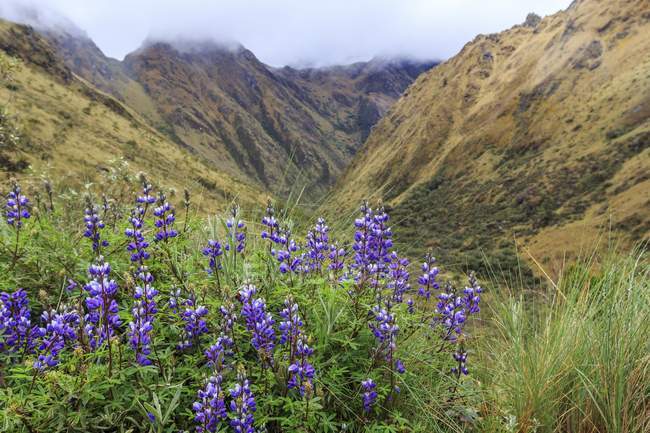 Fiori sul sentiero Inca a Machu Picchu . — Foto stock