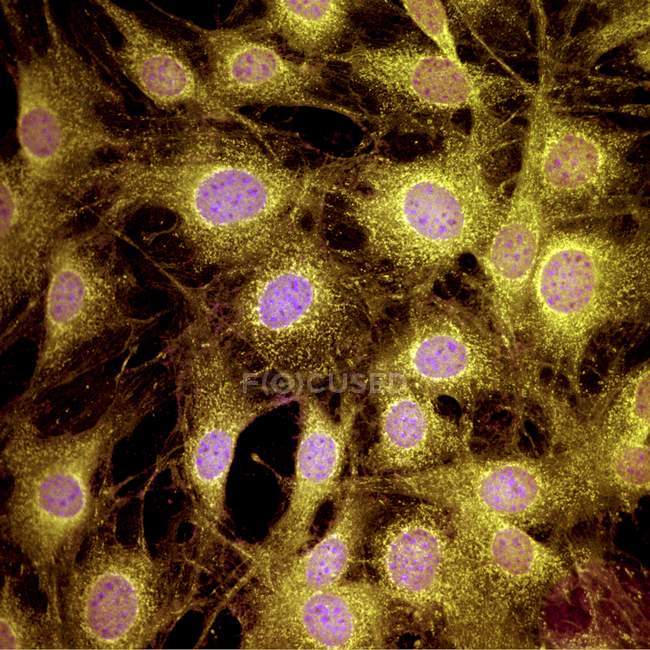 Micrografia de luz confocal de células fibroblásticas de mamíferos
. — Fotografia de Stock