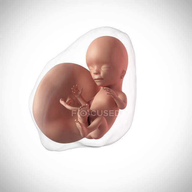 Âge du fœtus humain 15 semaines — Photo de stock
