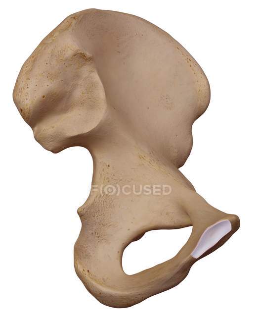 Estrutura óssea do quadril humano — Fotografia de Stock