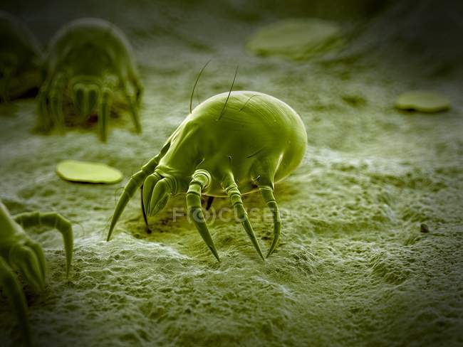 Adult dust mite — Stock Photo