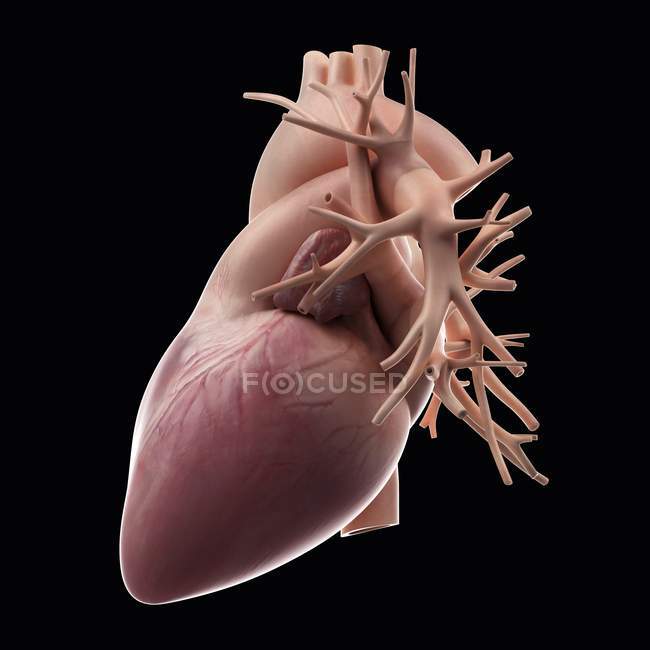 Anatomie cardiaque et vaisseaux majeurs — Photo de stock