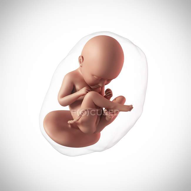Idade do feto humano 35 semanas — Fotografia de Stock
