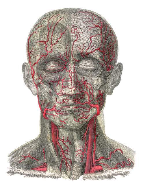 Human anatomical structure — Stock Photo
