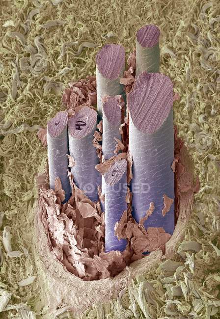 Pelo de perro, micrografía electrónica de barrido de color (SEM) .En los perros varios pelos emergen de un solo folículo . - foto de stock