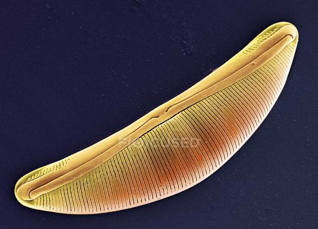 Photosynthétique Navicula sp. diatome — Photo de stock