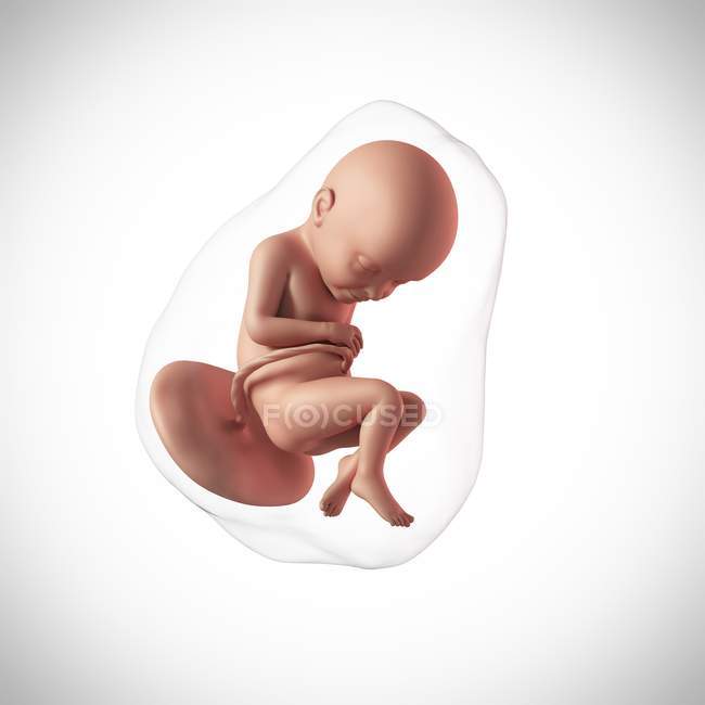 Idade do feto humano 32 semanas — Fotografia de Stock