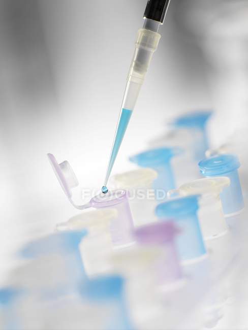 Close-up of pipetting into Eppendorf tubes. — Stock Photo