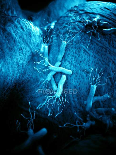 Бактерии Helicobacter на стенке желудка — стоковое фото
