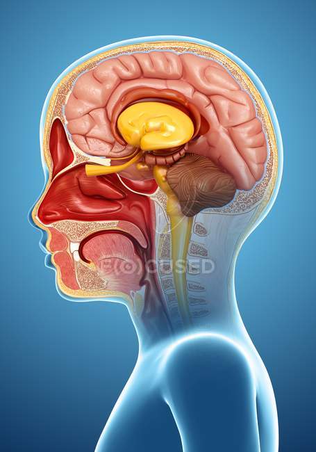 Anatomía de la cabeza que revela estructura cerebral - foto de stock