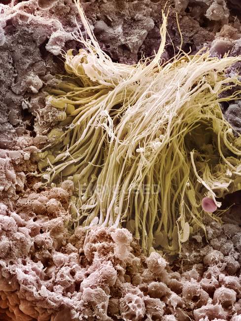 Сперматозоиды в семенной трубочке — стоковое фото