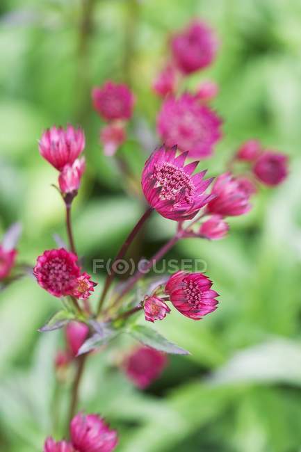 Close-up view of great masterwort flowers — Stock Photo