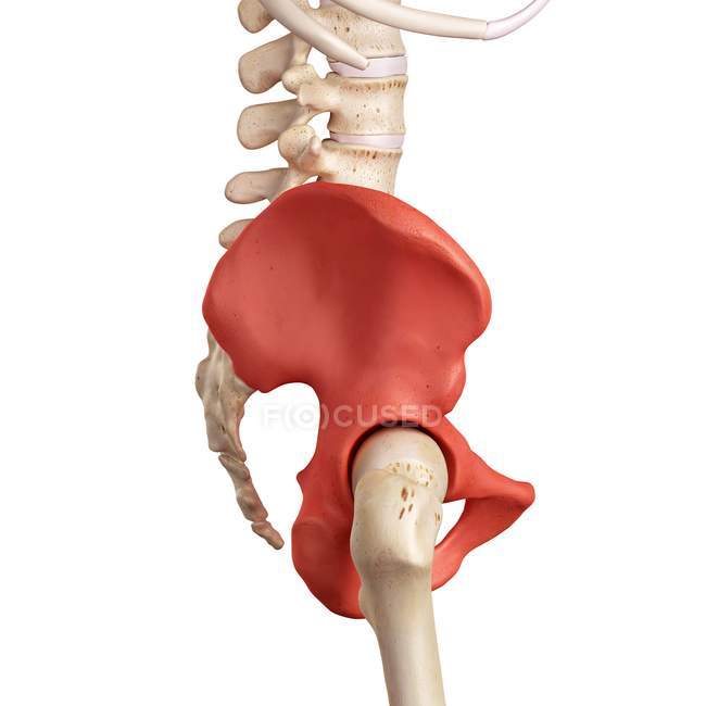 Анатомія людини кісток тазу — стокове фото