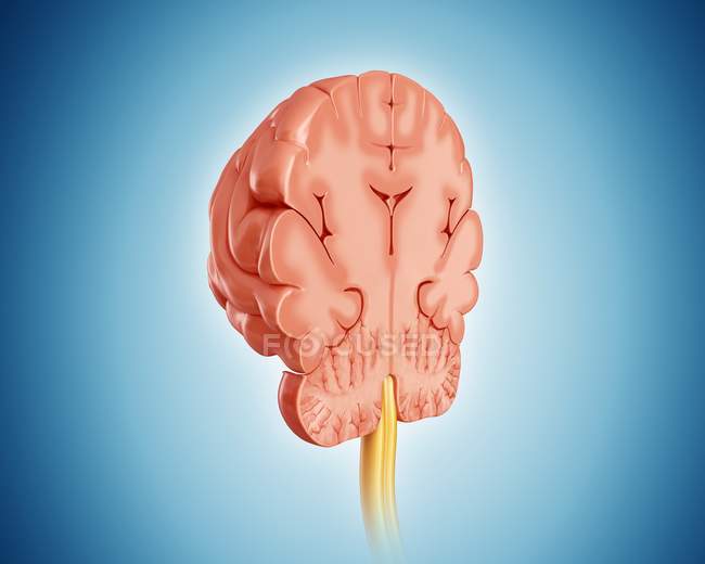 Querschnitt Durch Das Menschliche Gehirn Computer Grafik Anatomie Stock Photo