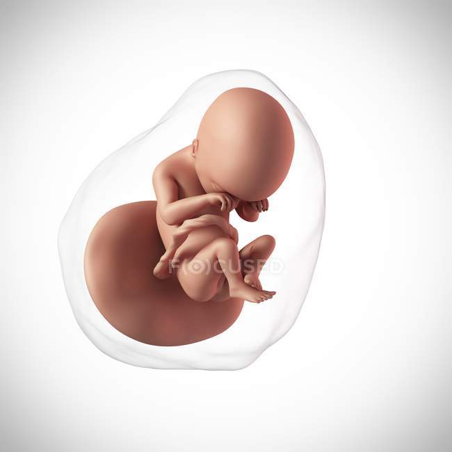 Età feto umano 19 settimane — Foto stock